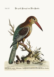 O grande martim-pescador do rio Gâmbia, 1749-73